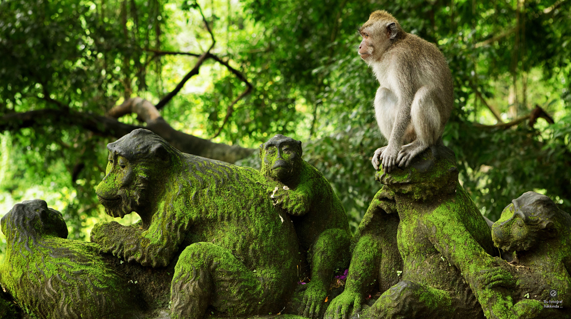 Deneme Hagia Sophia Ticket